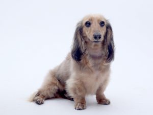 エムドッグス,動物プロダクション,ペットモデル,ペットタレント,モデル犬,タレント犬,カニンヘンダックスフンド,ハル