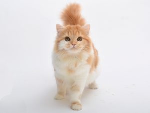 ペットモデル,スコティッシュフォールド,MDogs