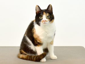エムドッグス,動物プロダクション,ペットモデル,ペットタレント,モデル猫,タレント猫,三毛猫,てと