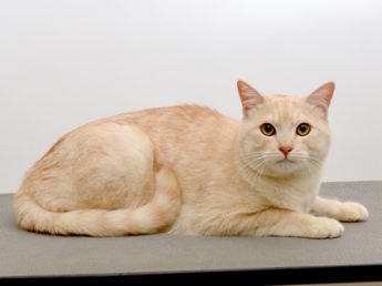 ちゃちゃ ペットモデル 動物プロダクション エムドッグス ペットモデル タレント犬 タレント猫