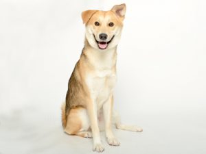 エムドッグス,動物プロダクション,ペットモデル,ペットタレント,モデル犬,タレント犬,MIX,JOY,ジョイ