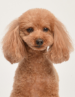 エムドッグス,動物プロダクション,ペットモデル,ペットタレント,モデル犬,タレント犬,トイプードル,きび太