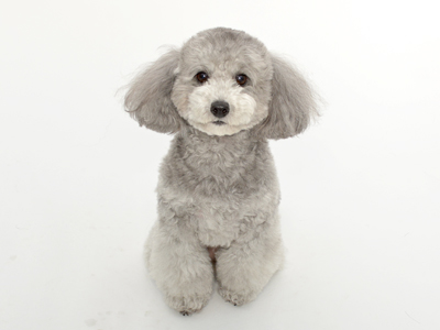かりん ペットモデル 動物プロダクション エムドッグス ペットモデル タレント犬 タレント猫 かりん ペットモデル 動物プロダクション エムドッグス ペットモデル タレント犬 タレント猫