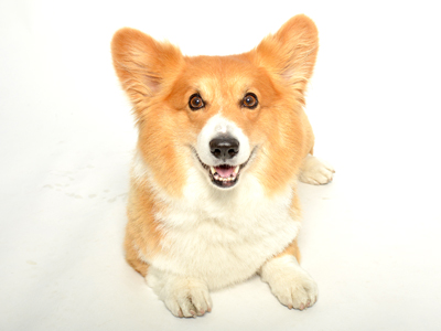 エムドッグス,動物プロダクション,ペットモデル,ペットタレント,モデル犬,タレント犬,ウェルッシュコーギー,夏威(かい)