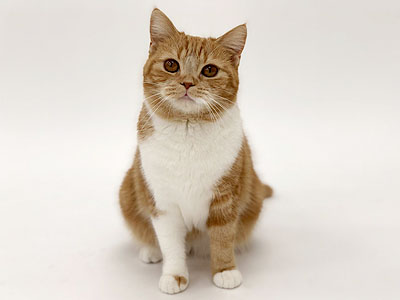 動物プロダクション エムドッグス ペットモデル スコティッシュフォールド「くつした」