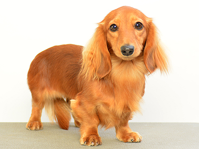 動物プロダクション エムドッグス ペットモデル ミニチュアダックスフンド オルテンシア