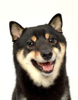 エムドッグス,動物プロダクション,ペットモデル,ペットタレント,モデル犬,タレント犬,柴犬,こたろう