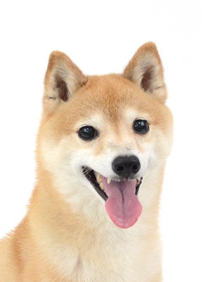 エムドッグス,動物プロダクション,ペットモデル,ペットタレント,モデル犬,タレント犬,柴犬,諭吉