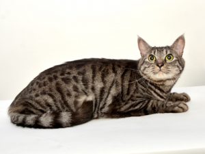 動物プロダクション エムドッグス ペットモデル 日本猫 ゆきまる
