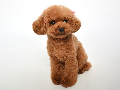 エムドッグス,動物プロダクション,ペットモデル,ペットタレント,モデル犬,タレント犬,トイプードル,チョコ