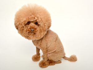 動物プロダクション エムドッグス ペットモデル トイプードル けちゃ