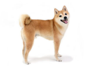 エムドッグス,動物プロダクション,ペットモデル,ペットタレント,モデル犬,タレント犬,柴犬,諭吉