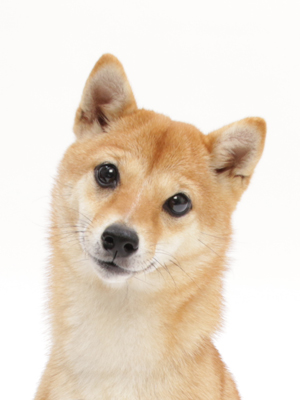 エムドッグス,動物プロダクション,ペットモデル,ペットタレント,モデル犬,タレント犬,柴犬,おみそ