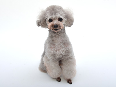 動物プロダクション,エムドッグス,タレント犬,トイプードル,ももた