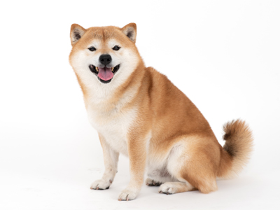 動物プロダクション エムドッグス ペットモデル ちゃたろう