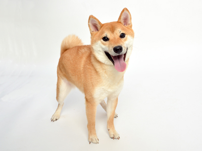動物プロダクション エムドッグス ペットモデル 柴犬 ペットモデル 彩久良(さくら)