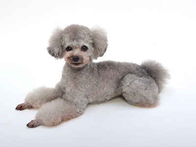 動物プロダクション,エムドッグス,タレント犬,トイプードル,ももた