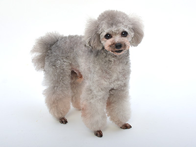 動物プロダクション,エムドッグス,タレント犬,トイプードル,ももた