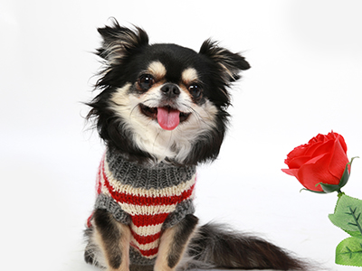 エムドッグス,動物プロダクション,ペットモデル,モデル犬,チワワ,ぴょる