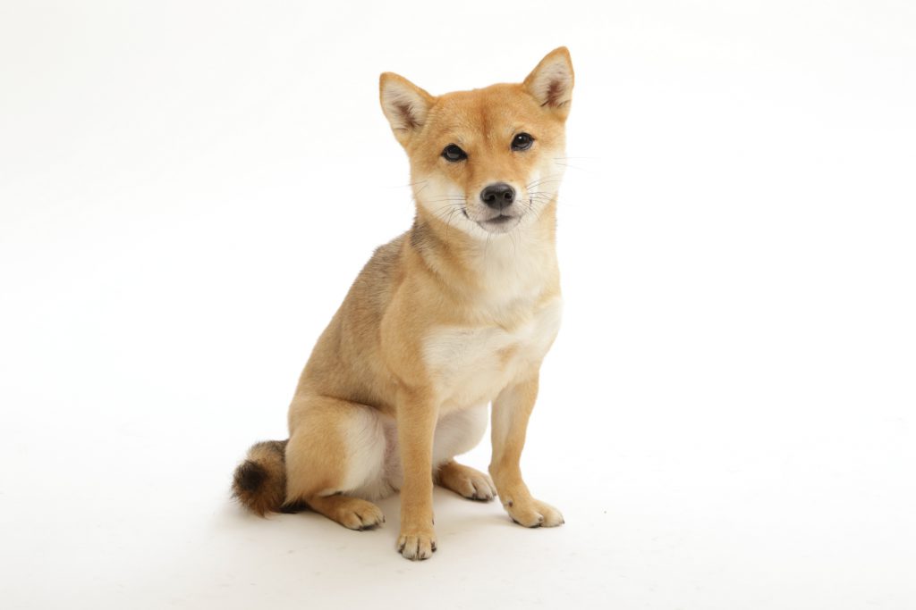 動物プロダクション エムドッグス ペットモデル 柴犬 信乃