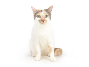 エムドッグス,動物プロダクション,ペットモデル,ペットタレント,モデル猫,タレント猫,MIX猫,NAVEL,ネーブル