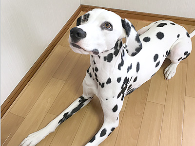 動物プロダクション エムドッグス ペットモデル ダルメシアン サリー
