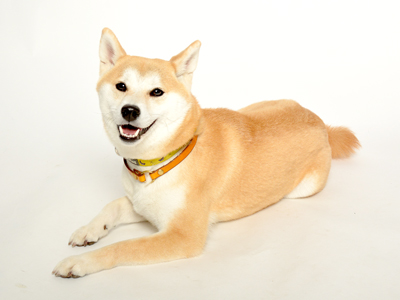 動物プロダクション エムドッグス ペットモデル 柴犬 ルナ