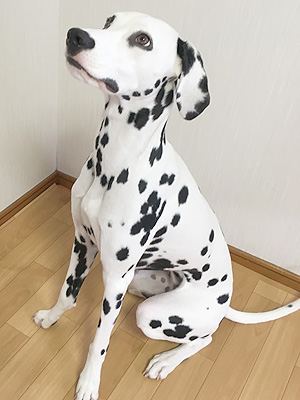 動物プロダクション エムドッグス ペットモデル ダルメシアン サリー