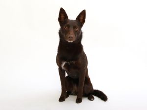 エムドッグス,動物プロダクション,ペットモデル,ペットタレント,モデル犬,タレント犬,オーストラリアンケルピー,鈴(りん)