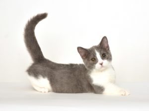 動物プロダクション エムドッグス ペットモデル スコティッシュフォールド たわし