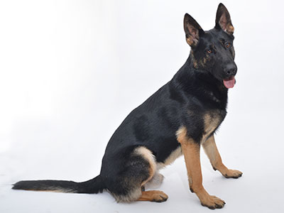 動物プロダクション,エムドッグス,タレント犬,ジャーマンシェパード,オーク