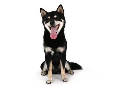 エムドッグス,動物プロダクション,ペットモデル,ペットタレント,モデル犬,タレント犬,柴犬,麿,まろ