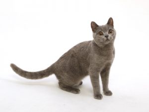 エムドッグス,動物プロダクション,ペットモデル,ペットタレント,モデル猫,タレント猫,ブリティッシュショートヘア,ピオン