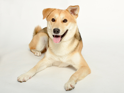 動物プロダクション エムドッグス ペットモデル ミックス犬 JOY