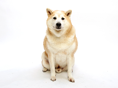 こんぶ ペットモデル 動物プロダクション エムドッグス ペットモデル タレント犬 タレント猫