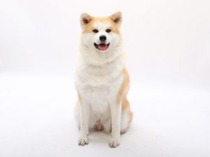 エムドッグス,動物プロダクション,ペットモデル,ペットタレント,モデル犬,タレント犬,秋田犬,鈴(りん)