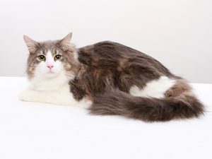 エムドッグス,動物プロダクション,ペットモデル,ペットタレント,モデル猫,タレント猫,サイベリアン,ラビ