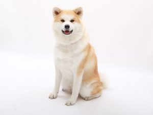 エムドッグス,動物プロダクション,ペットモデル,ペットタレント,モデル犬,タレント犬,秋田犬,鈴(りん)