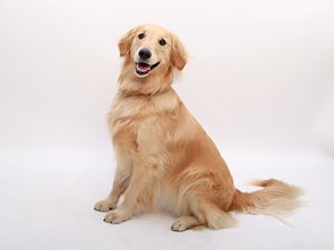 エムドッグス,動物プロダクション,ペットモデル,ペットタレント,モデル犬,タレント犬,ゴールデンレトリーバー,もおか