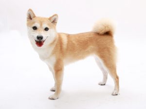 エムドッグス,動物プロダクション,ペットモデル,ペットタレント,モデル犬,タレント犬,柴犬,ポッケ