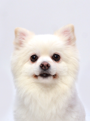エムドッグス,動物プロダクション,ペットモデル,ペットタレント,モデル犬,タレント犬,ポメラニアン,レディア
