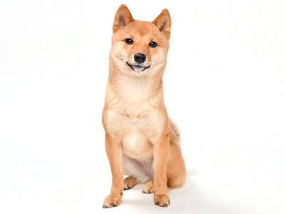動物プロダクション,エムドッグス,ペットモデル,なな