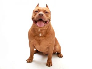 エムドッグス,動物プロダクション,ペットモデル,ペットタレント,モデル犬,タレント犬,アメリカンピットブルテリア,DOPE(ドープ)