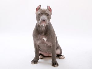 エムドッグス,動物プロダクション,ペットモデル,ペットタレント,モデル犬,タレント犬,アメリカンピットブルテリア,キアナ