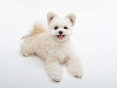 動物プロダクション エムドッグス ペットモデル ミックス犬 ゆめと