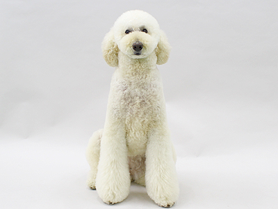 エムドッグス,ペットモデル,動物プロダクション,モデル犬,スタンダードプードル,ルーシー