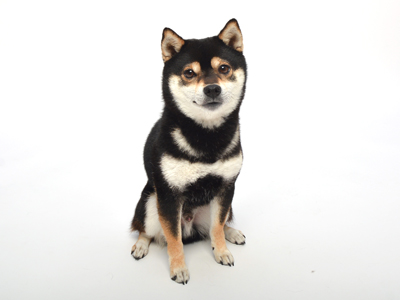 エムドッグス,ペットモデル,動物プロダクション,タレント犬,柴犬,あおば