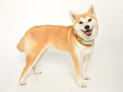 エムドッグス,ペットモデル,動物プロダクション,タレント犬,モデル犬,柴犬,琉那
