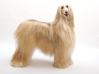 エムドッグス,ペットモデル,動物プロダクション,モデル犬,アフガンハウンド,ハート