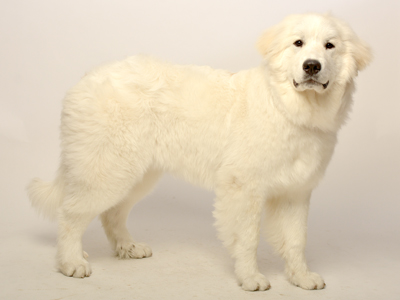 エムドッグス,動物プロダクション,ペットモデル,タレント犬,グレートピレニーズ,AMIE(アミ)